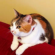 Bella joined the competition — help win amazing prizes! cat, calico_cat, pet, domestic_cat, indoor, sitting, collar, id_tag, paws, whiskers, ears, fur, yellow_eyes, close_up, portrait, red_blanket, beige_wall, relaxed, looking_left, cute