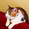 beige_wall, calico_cat, cat, close_up, collar, cute, domestic_cat, ears, fur, id_tag, indoor, looking_left, paws, pet, portrait, red_blanket, relaxed, sitting, whiskers, yellow_eyes