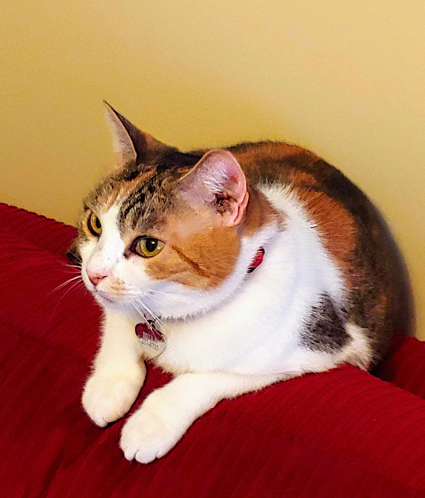 Bella joined the competition — help win amazing prizes! cat, calico_cat, pet, domestic_cat, indoor, sitting, collar, id_tag, paws, whiskers, ears, fur, yellow_eyes, close_up, portrait, red_blanket, beige_wall, relaxed, looking_left, cute