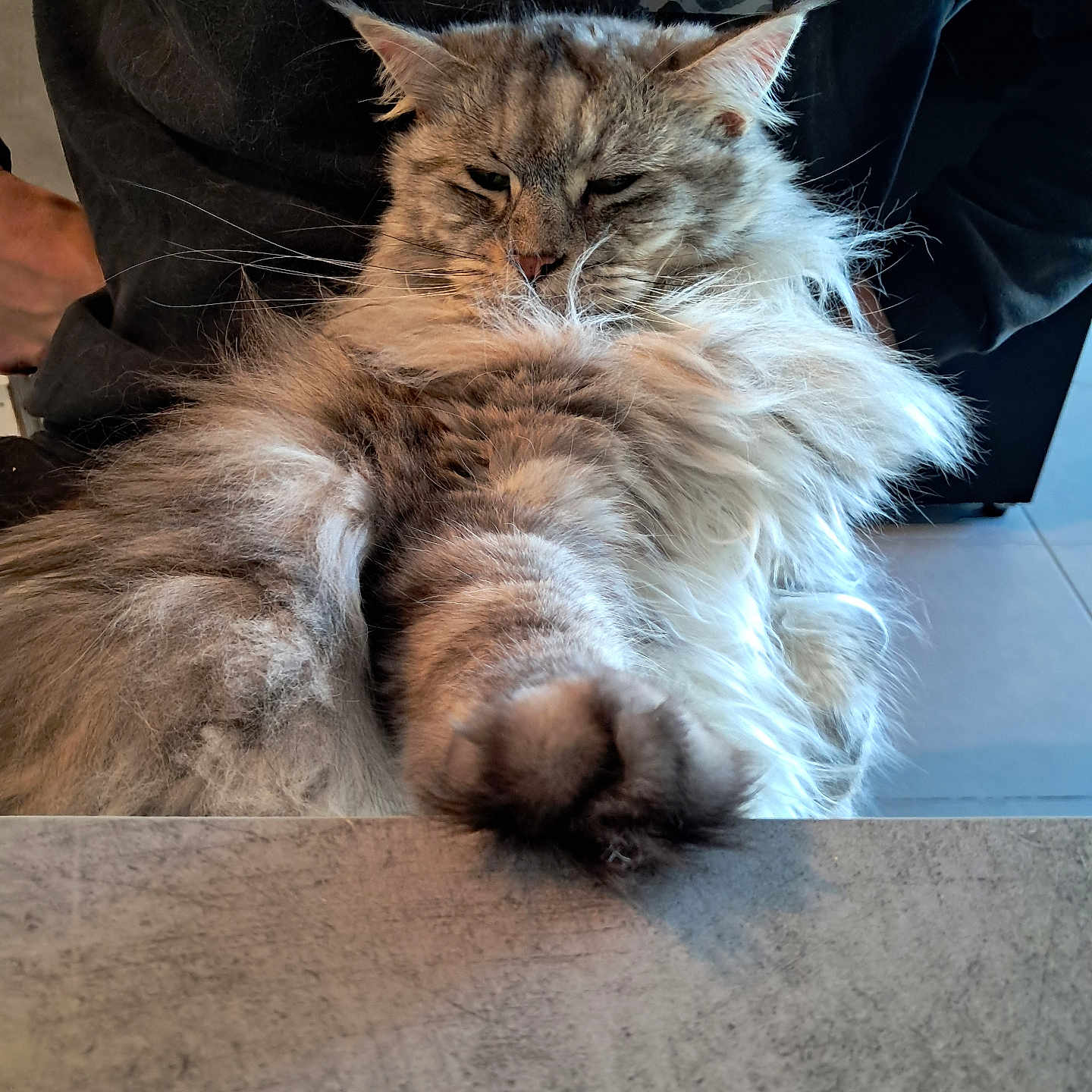 Nube a rejoint le concours — aidez-le/la à gagner de superbes lots ! animal, cat, closeup, expression, face, feline, fluffy, fur, gray, hoodie, indoor, longhair, paw, person, pet, portrait, relaxed, resting, table, whiskers