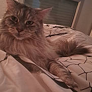 Nube participe au concours pour gagner de l'argent avec cette photo : animal, bed, blanket, cat, cozy, curtains, cute, domestic, ears, feline, fluffy, fur, indoor, pet, relaxed, resting, sleepy, tail, whiskers, window