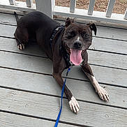 Nina is registered to the contest to win money with this photo: dog, black_dog, white_paws, leash, porch, wooden_floor, happy, panting, smiling, pet, outdoor, boots, feet, resting, canine, collar, daylight, tongue_out, closeup, animal