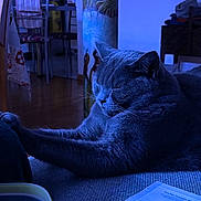 Opaline a rejoint le concours — aidez-le/la à gagner de superbes lots ! cat, gray_cat, stretching, indoor, couch, relaxing, furniture, table, chair, document, home, cozy, blue_light, whiskers, sleeping, pet, fur, domestic_animal, household_items, relaxation
