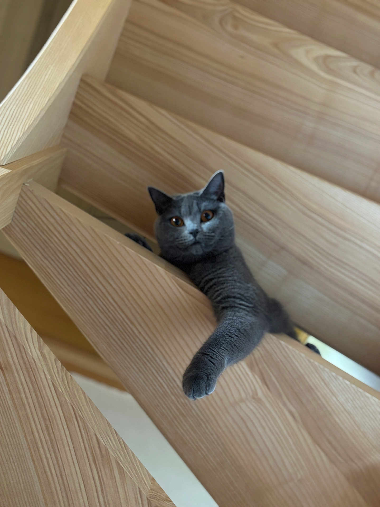 Opaline participe au concours pour gagner de l'argent avec cette photo : cat, gray_cat, wood, stairs, paw, curious, indoor, pet, animal, feline, looking, closeup, wood_texture, relaxed, home, vertical, stretching, ears, whiskers, eye_contact
