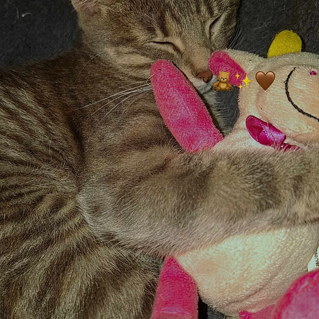 Erza a rejoint le concours — aidez-le/la à gagner de superbes lots ! cat, tabby, stuffed_toy, plush, snuggling, cozy, sleeping, animal, pet, cute, feline, soft, pink, cream, indoor, closeup, comfort, relaxation, toy, affection