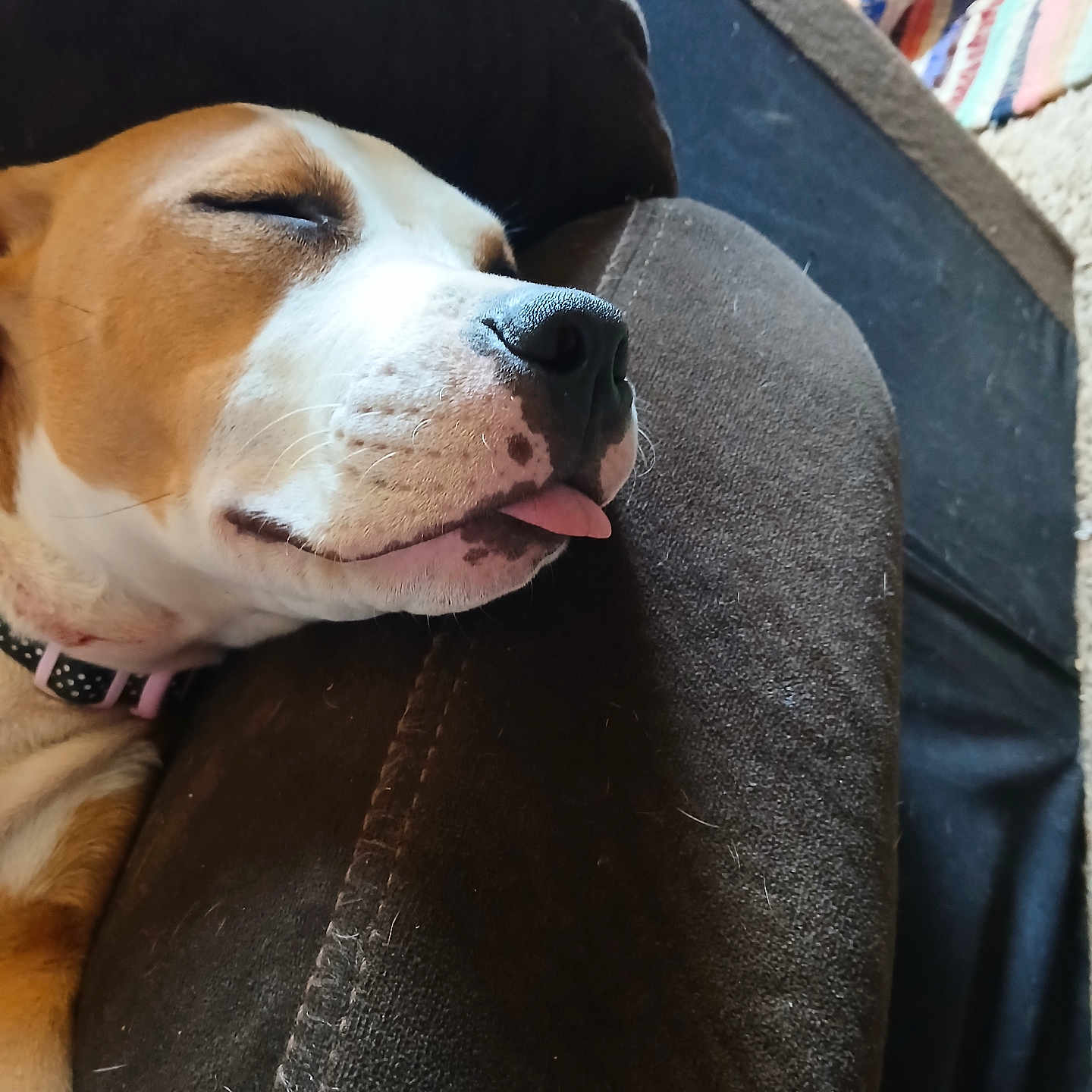 Ruby is registered to the contest to win money with this photo: animal_portrait, brown_couch, canine, closeup, collar, comfort, cozy, cute, dog, domestic_animal, fur, home, indoor, pet, relaxed, resting, sleeping, snout, tongue_out, whiskers