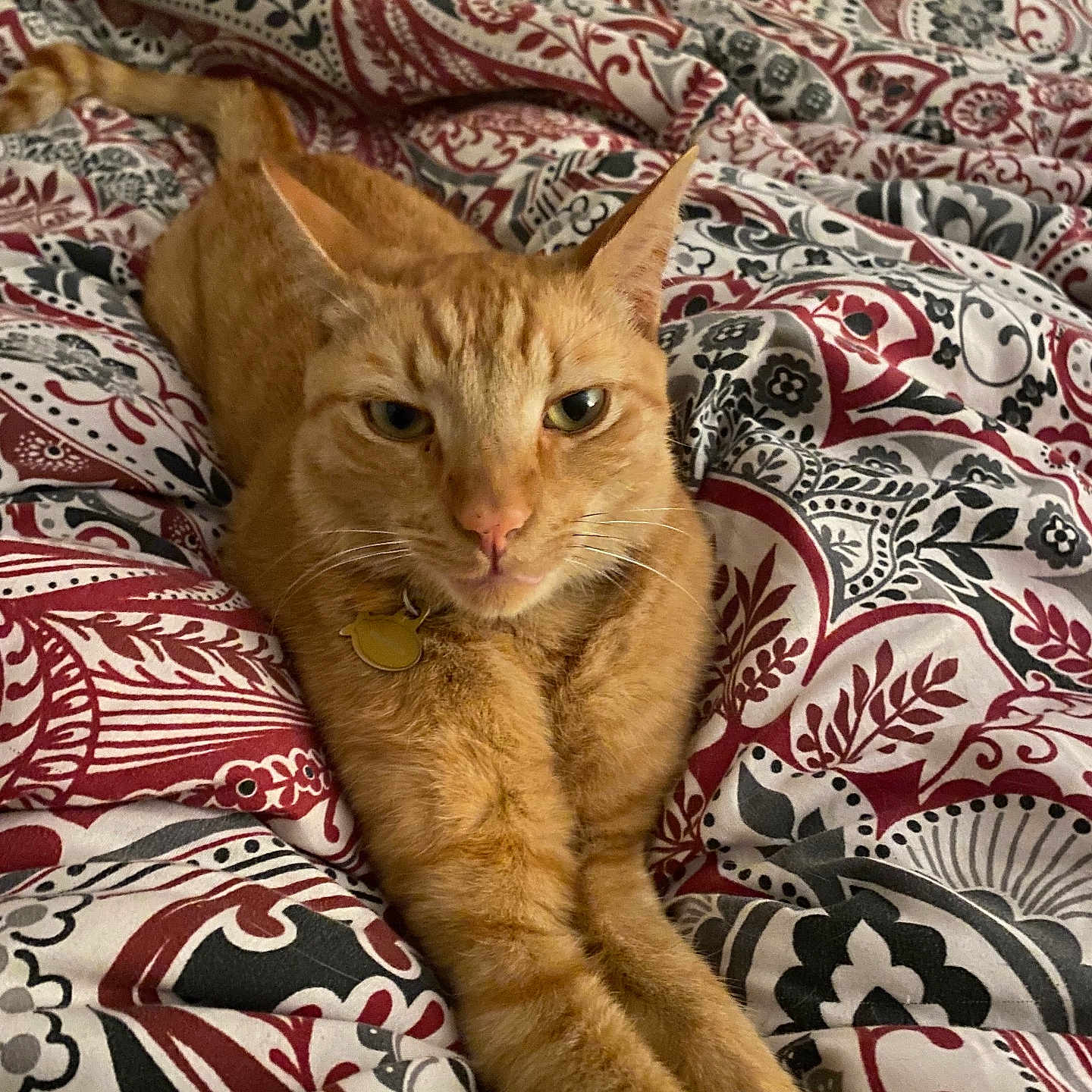 Baby is registered to the contest to win money with this photo: abyssinian, animal, bed, bedroom, bedsheet, blanket, cat, couch, cushion, furniture, homedecor, indoors, interiordesign, kitten, linen, manx, pet, pillow, quilt, room