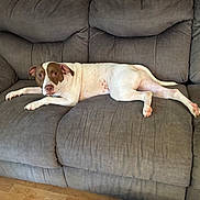 Bandit is registered to the contest to win money with this photo: animal, brown, comfort, couch, dog, domestic_animal, ears, face, furniture, house, indoor, laying_down, living_room, looking, paw, pet, relaxed, snout, white, wood_floor