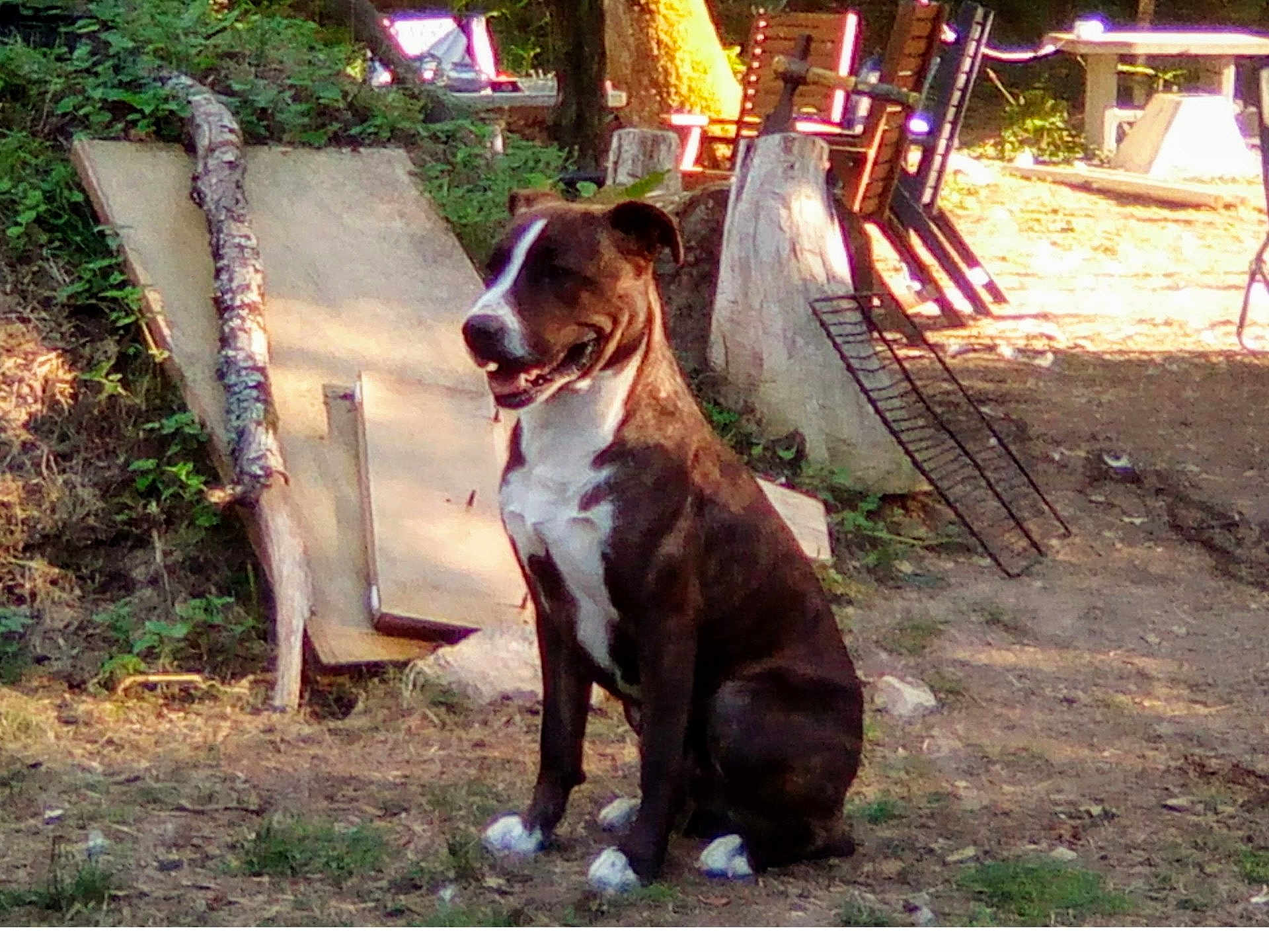 Boby a rejoint le concours — aidez-le/la à gagner de superbes lots ! animal, brown, canine, daylight, dog, grass, ground, happy, metal, nature, outdoor, pet, quiet, rustic, sitting, smiling, sunlight, tree, white, wood