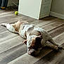animal, brown_and_white, cabinet, canine, dog, domestic, ears, floor, fur, home, indoor, laying_down, pet, quiet, relaxed, resting, sleepy, spot, tennis_ball, wooden_floor