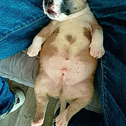 Alpha participe au concours pour gagner de l'argent avec cette photo : puppy, dog, sleeping, cute, jeans, person, footwear, indoor, floor, relaxed, animal, pet, paw, belly, resting, young, cozy, casual, human, legs