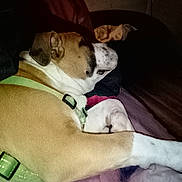 Alpha participe au concours pour gagner de l'argent avec cette photo : animal, bed, blanket, brown, canine, comfort, cozy, dog, domestic, fur, harness, indoor, peaceful, pet, quiet, relaxing, resting, side_view, sleeping, white