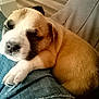 Alpha participe au concours pour gagner de l'argent avec cette photo : puppy, dog, sleeping, resting, lap, denim, clothing, indoor, cute, pet, animal, cozy, fur, small, young, adorable, relaxed, comfort, closeup, brown