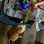 animal, ball, brown, colorful, curious, dog, floor, indoor, pet, pet_toys, play, plush_toy, quilted_mat, rope_toy, small_dog, sniffing, stuffed_animal, toy, white, wooden_floor