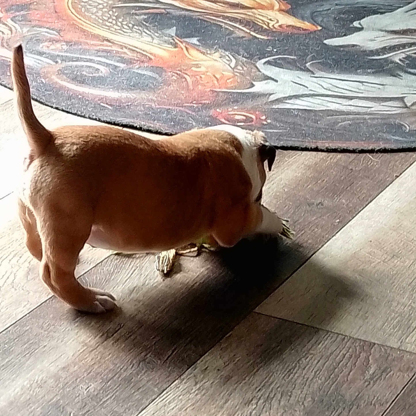 Alpha participe au concours pour gagner de l'argent avec cette photo : animal, brown, curious, cute, dog, dragon_design, floor, flooring, home, indoor, light, pet, playing, puppy, rug, shadow, small, white, wooden_floor, young_dog