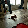 bucket, clothes, curtain, dog, door, flooring, household_items, indoor, laundry, natural_light, pet, playful, puppy, room, shadow, slippers, stretching, toy, window, wooden_floor
