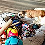 balls, blanket, canine, colorful, cozy, dog, floor, home, indoor, napping, pet, playtime, relaxation, resting, rope_toy, sleeping, small_dog, stuffed_toy, toys, wooden_floor