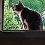 cat, window, greenery, tree, outdoor, indoor, silhouette, pet, animal, curious, sill, nature, leaf, daylight, domestic, feline, house, radiator, glass, background