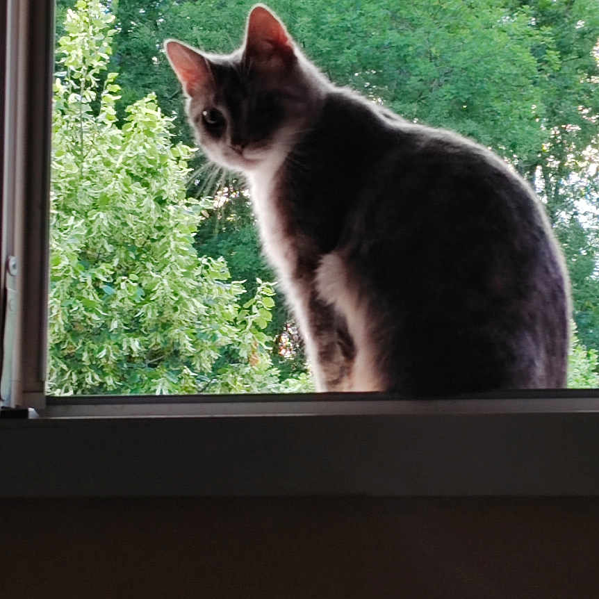 Sunny a rejoint le concours — aidez-le/la à gagner de superbes lots ! animal, background, cat, curious, daylight, domestic, feline, glass, greenery, house, indoor, leaf, nature, outdoor, pet, radiator, silhouette, sill, tree, window