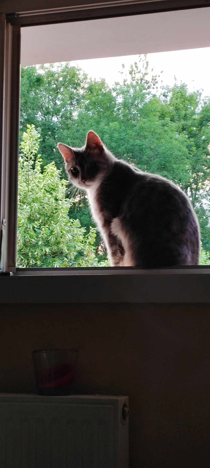 Sunny a rejoint le concours — aidez-le/la à gagner de superbes lots ! cat, window, greenery, tree, outdoor, indoor, silhouette, pet, animal, curious, sill, nature, leaf, daylight, domestic, feline, house, radiator, glass, background