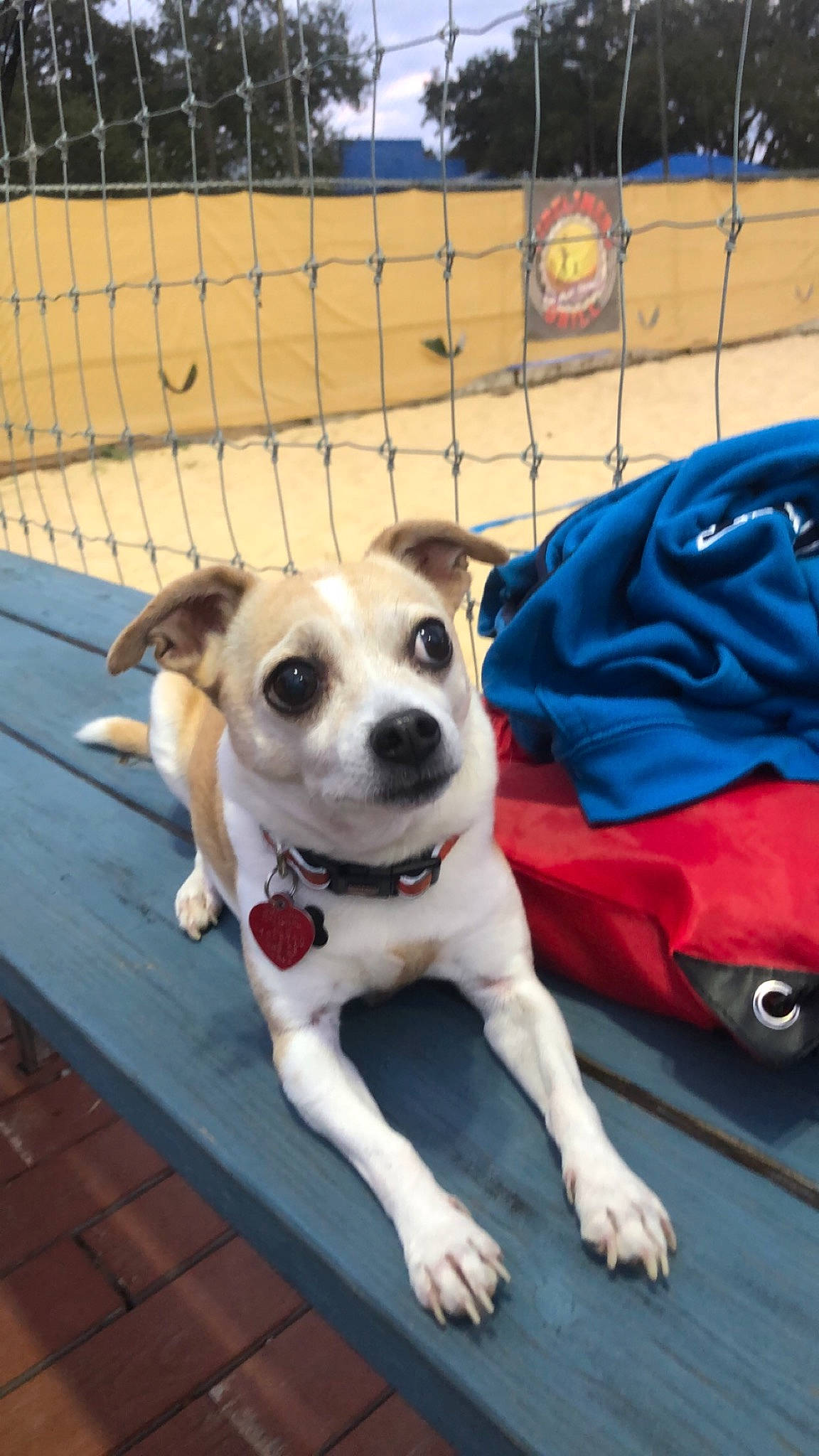 Oliver joined the competition — help win amazing prizes! ancient_dog_breeds, animal_shelter, canidae, carnivore, collar, companion_dog, dog, dog_breed, dog_collar, dog_supply, fawn, fence, leash, mesh, non_sporting_group, paw, pet_supply, sporting_group, street_dog, wood