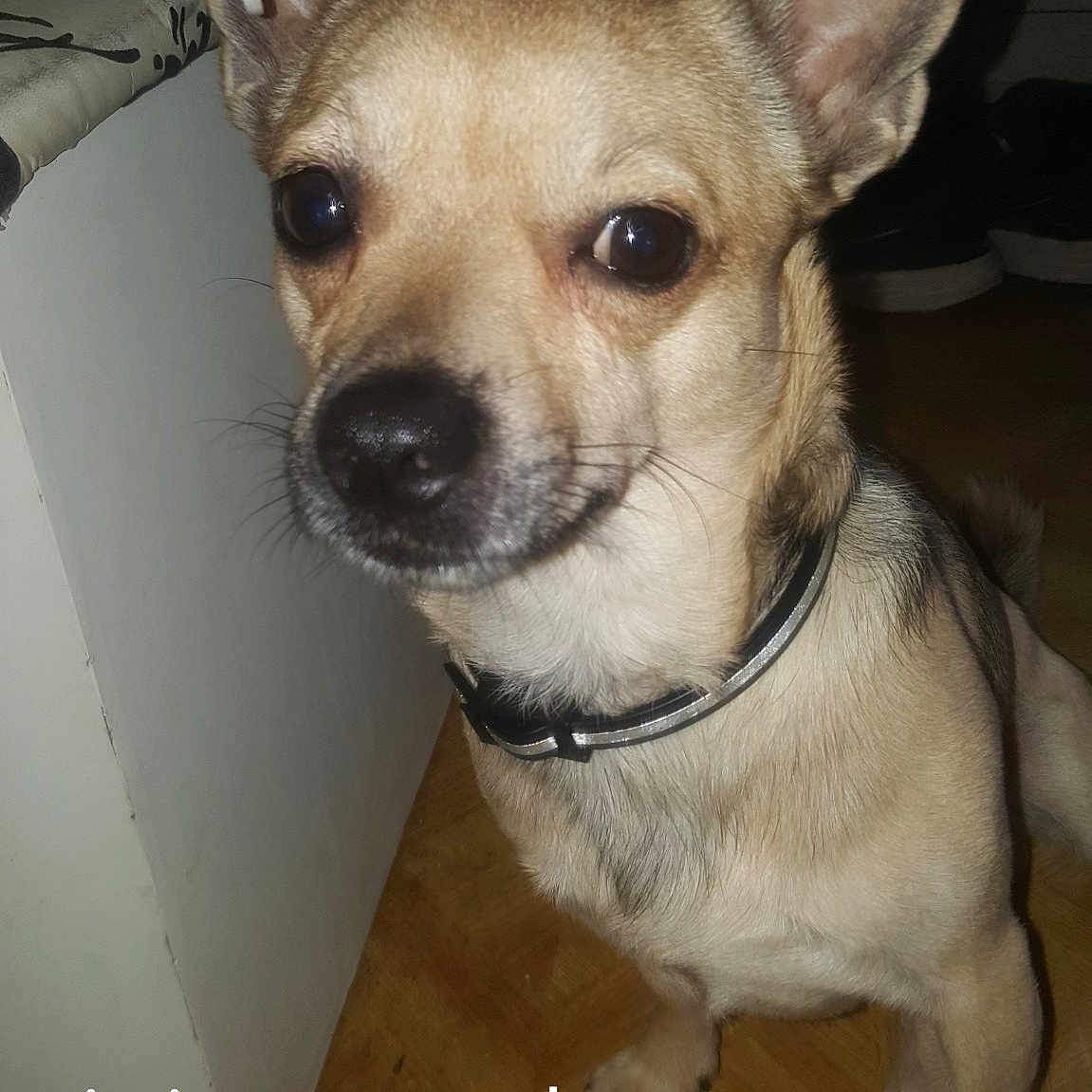 Ades Allias El Titou