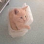 Keops participe au concours pour gagner de l'argent avec cette photo :