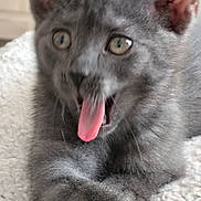 Ava a rejoint le concours — aidez-le/la à gagner de superbes lots ! kitten, gray_cat, tongue_out, pet, cute, feline, animal, young_cat, indoor, resting, closeup, fur, whiskers, ears, sleepy, playful, soft, texture, cozy, blanket