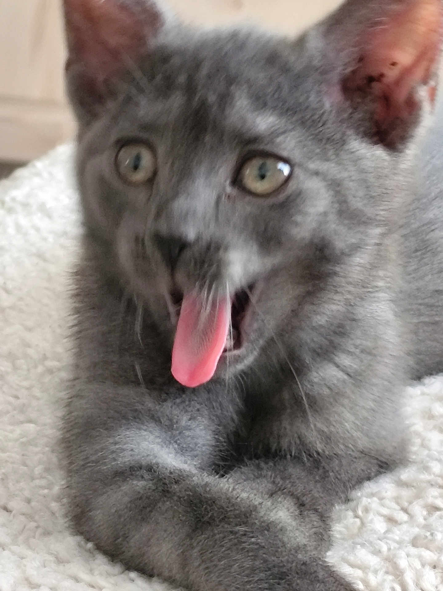 Ava a rejoint le concours — aidez-le/la à gagner de superbes lots ! kitten, gray_cat, tongue_out, pet, cute, feline, animal, young_cat, indoor, resting, closeup, fur, whiskers, ears, sleepy, playful, soft, texture, cozy, blanket
