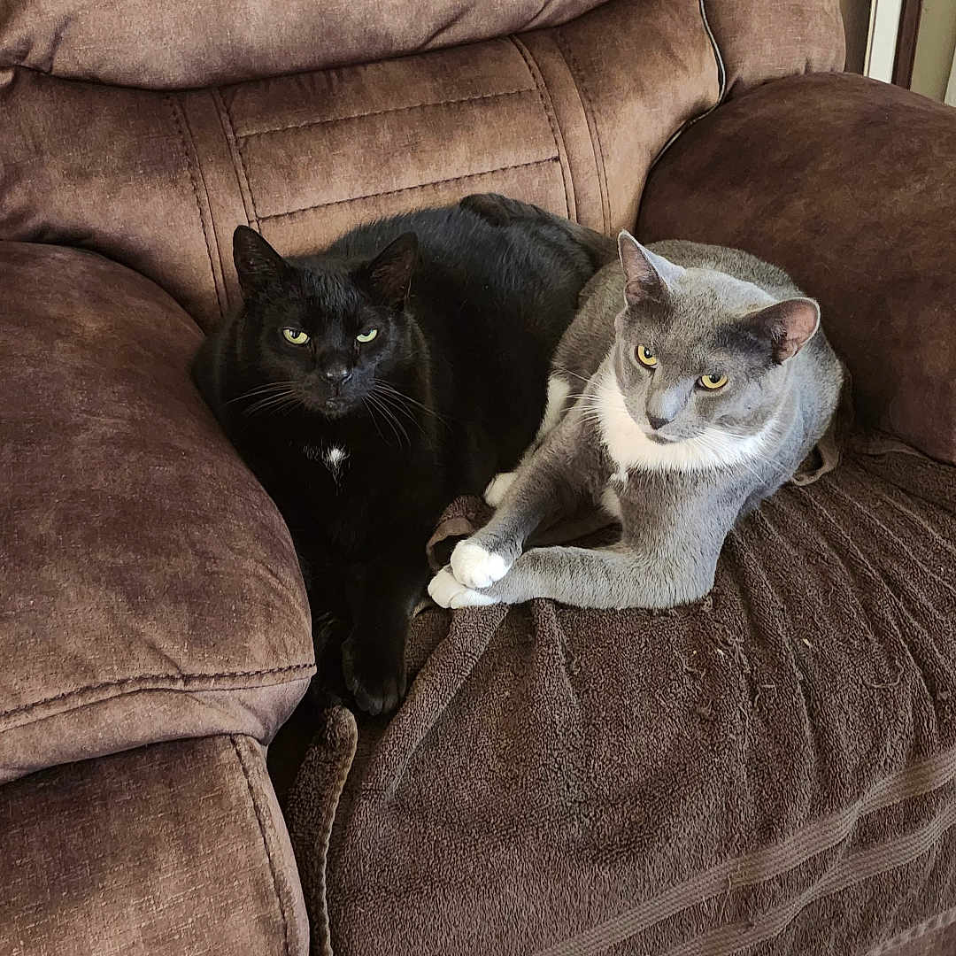 Dusty joined the competition — help win amazing prizes! animal, architecture, armchair, blackcat, building, cat, chair, couch, cushion, furniture, hardwood, homedecor, indoors, kitten, livingroom, manx, pet, recliner, room, wood