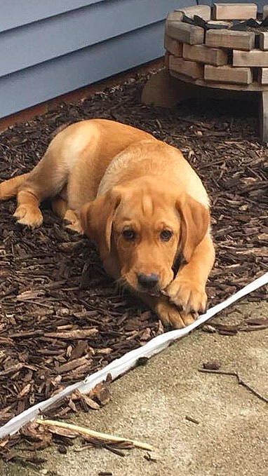 Chandler Bing Marsbar joined the competition — help win amazing prizes! canidae, carnivore, companion_dog, dog, dog_breed, fawn, flooring, grass, gun_dog, hardwood, plank, snout, soil, sporting_group, tail, terrestrial_animal, wood, working_animal