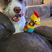 Luke joined the competition — help win amazing prizes! carpet, chewing, chicken_toy, close_up, couch, dog, eyes, fur, living_room, mischief, nose, pet, playful, recliner, sofa, squeaky_toy, tongue, toy, upholstery, wooden_paneling