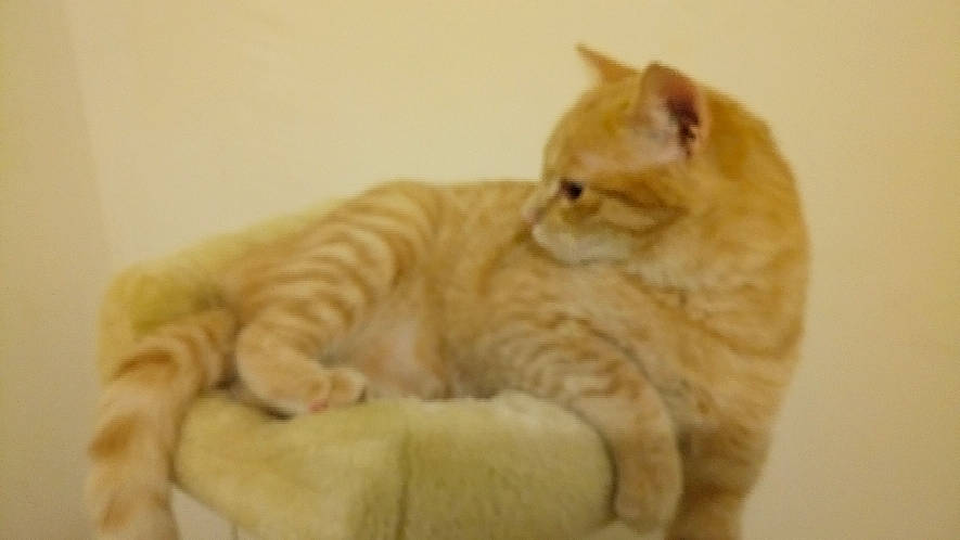 Topaze participe au concours pour gagner de l'argent avec cette photo : carnivore, cat, claw, comfort, domestic_short_haired_cat, fawn, felidae, fur, paw, small_to_medium_sized_cats, snout, tail, terrestrial_animal, whiskers, wood