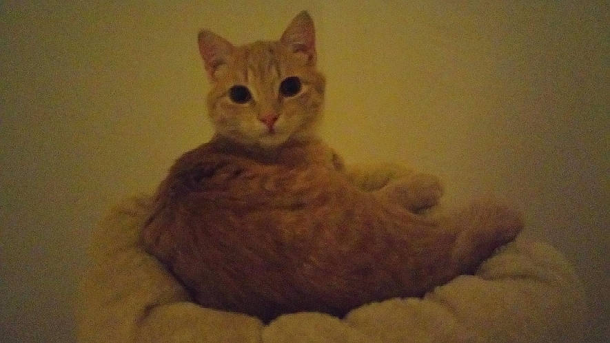 Topaze participe au concours pour gagner de l'argent avec cette photo : carnivore, cat, cat_bed, cat_supply, comfort, domestic_short_haired_cat, fawn, felidae, fur, jaw, paw, peach, sitting, sleeve, small_to_medium_sized_cats, snout, tail, terrestrial_animal, whiskers