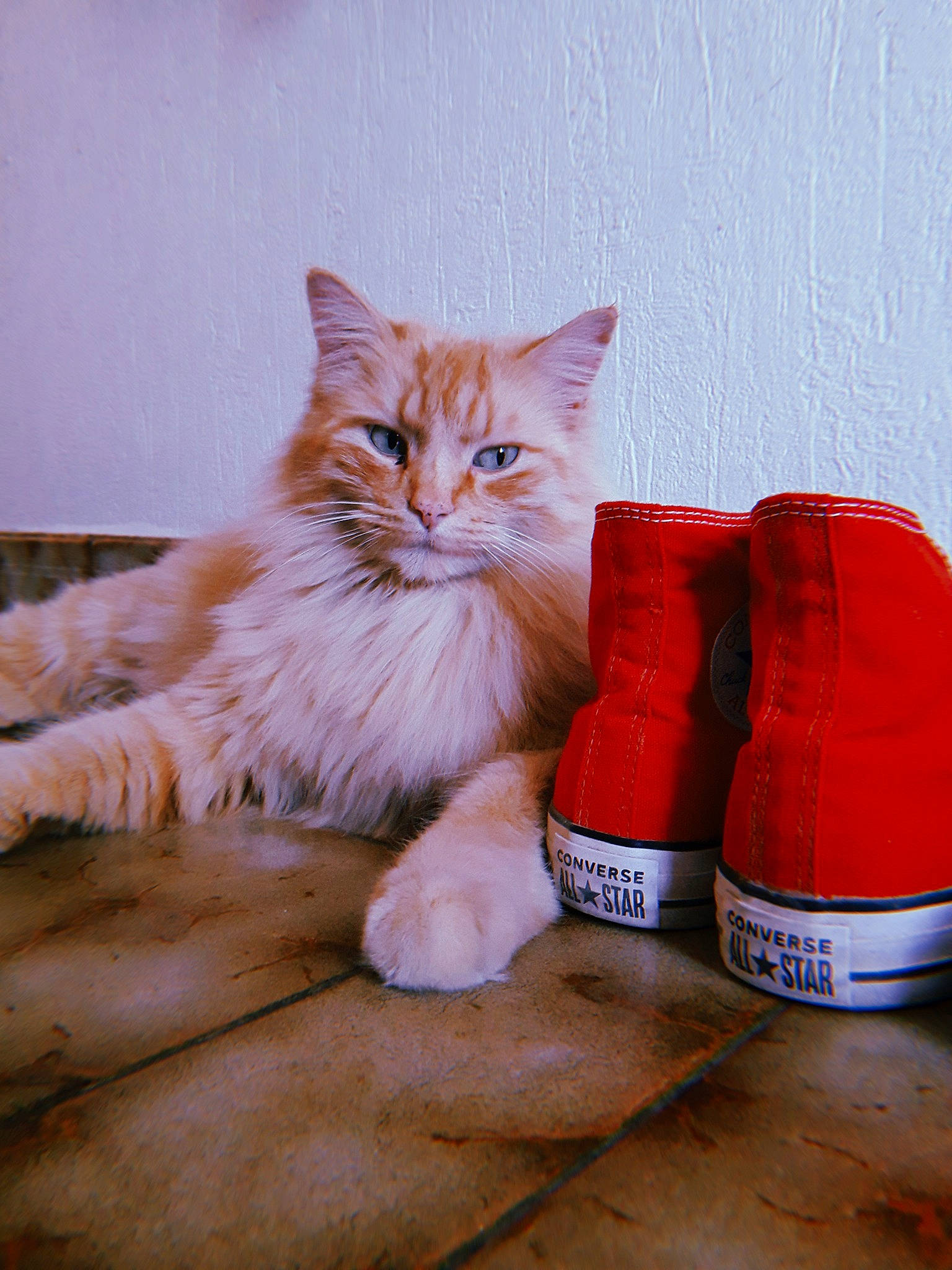 Barney participe au concours pour gagner de l'argent avec cette photo : asian, carnivore, cat, domestic_short_haired_cat, felidae, footwear, kitten, paw, polydactyl_cat, shoe, small_to_medium_sized_cats, tail, whiskers