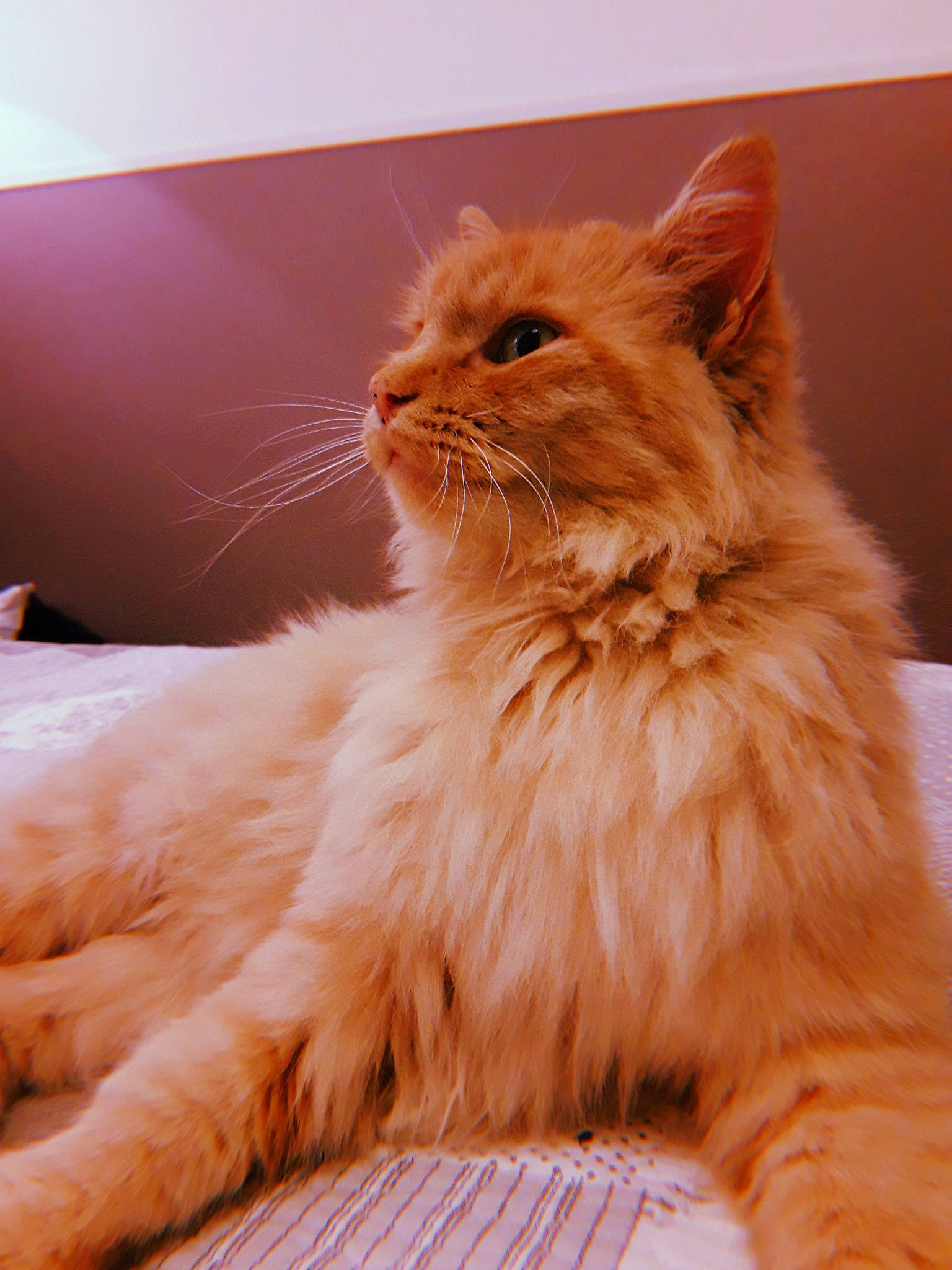 Barney a rejoint le concours — aidez-le/la à gagner de superbes lots ! asian_semi_longhair, british_longhair, british_semi_longhair, carnivore, cat, cymric, domestic_long_haired_cat, eye, fawn, felidae, fur, maine_coon, mammal, norwegian_forest_cat, persian, ragamuffin, small_to_medium_sized_cats, somali, vertebrate, whiskers