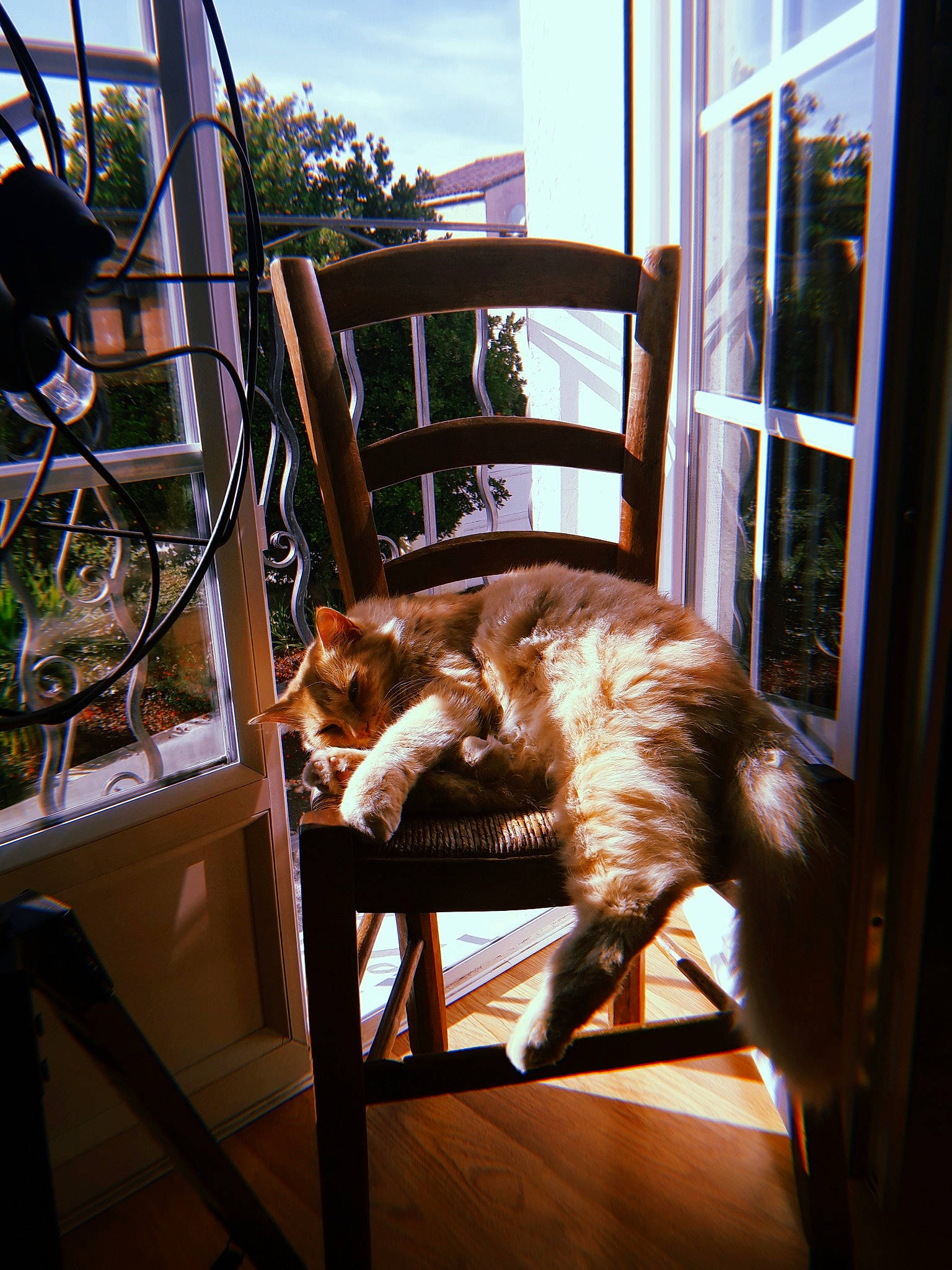 Barney participe au concours pour gagner de l'argent avec cette photo : canidae, carnivore, cat, chair, daylighting, felidae, furniture, glass, home, house, small_to_medium_sized_cats, sporting_group, sunlight, window