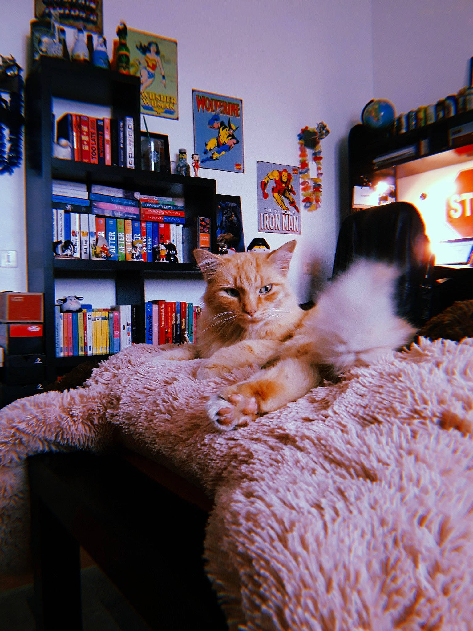 Barney a rejoint le concours — aidez-le/la à gagner de superbes lots ! carnivore, cat, comfort, felidae, fur, furniture, home, interior_design, living_room, room, small_to_medium_sized_cats, snapshot, textile, whiskers