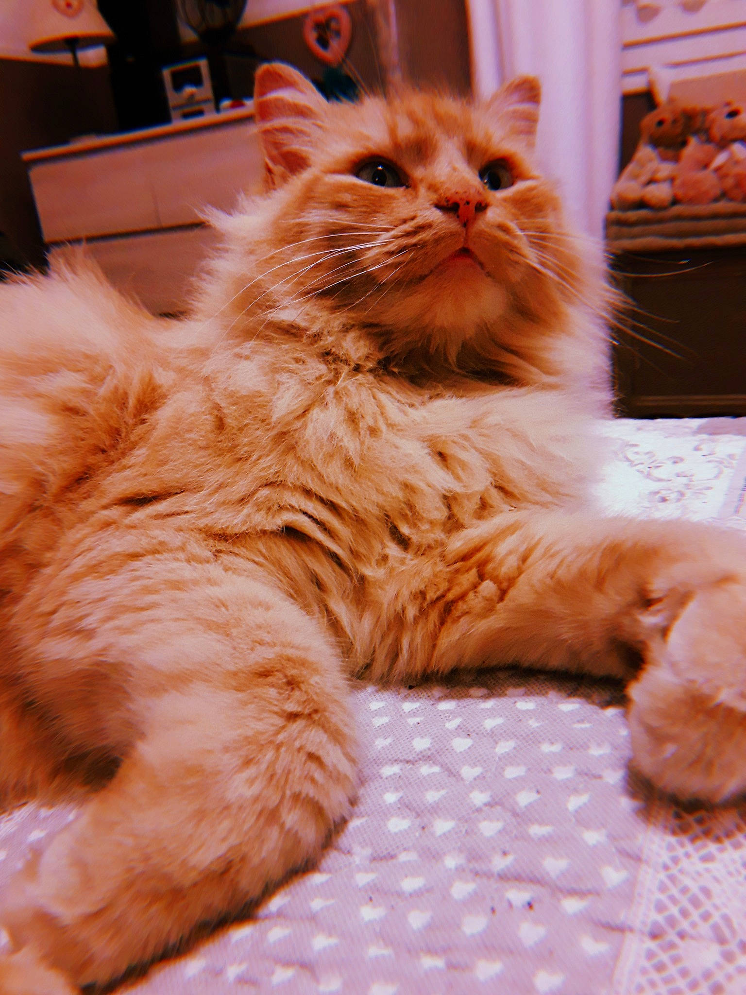 Barney participe au concours pour gagner de l'argent avec cette photo : asian_semi_longhair, british_longhair, british_semi_longhair, carnivore, cat, domestic_long_haired_cat, eye, felidae, fur, maine_coon, mammal, norwegian_forest_cat, persian, ragamuffin, siberian, small_to_medium_sized_cats, snout, textile, vertebrate, whiskers