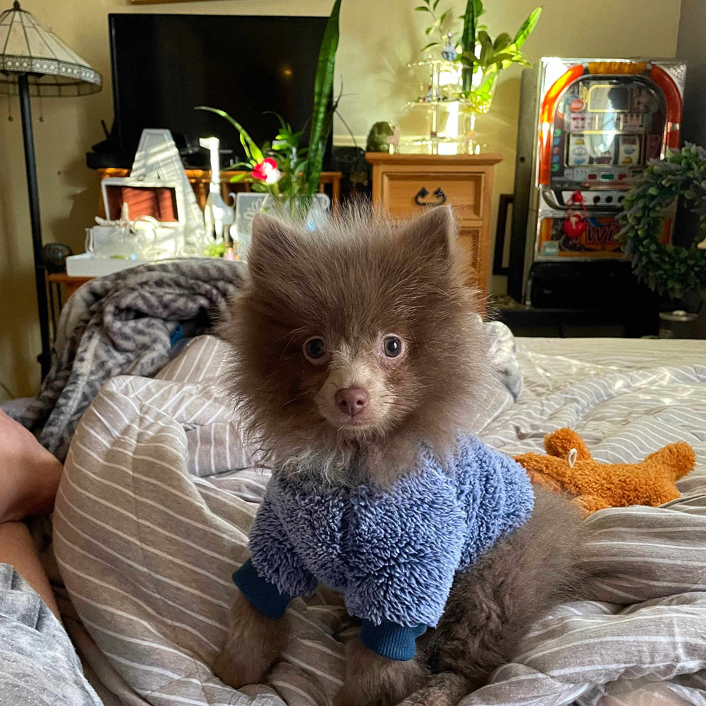 Gunther joined the competition — help win amazing prizes! bed, blanket, blue_sweater, brown_fur, cozy, cute, dog, furniture, home, indoor, jukebox, lamp, living_room, pet, picture_frame, plant, puppy, small_dog, striped, toy