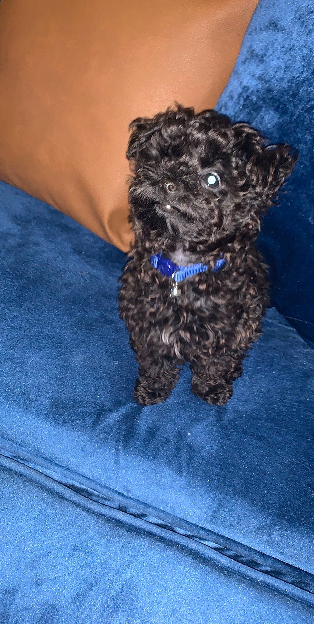 Boosie is registered to the contest to win money with this photo: affenpinscher, bolonka, canidae, carnivore, cavapoo, cockapoo, companion_dog, dog, dog_breed, havanese, maltepoo, mammal, miniature_poodle, poodle, poodle_crossbreed, puppy, schnoodle, shih_poo, toy_poodle, yorkipoo