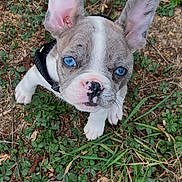 Guizmo a rejoint le concours — aidez-le/la à gagner de superbes lots ! puppy, dog, french_bulldog, blue_eyes, wide_ears, outdoor, grass, leaves, dirt, nature, portrait, close_up, sitting, looking_up, animal, pet, black_and_white, pink_nose, collar, ground