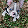 puppy, dog, french_bulldog, blue_eyes, wide_ears, outdoor, grass, leaves, dirt, nature, portrait, close_up, sitting, looking_up, animal, pet, black_and_white, pink_nose, collar, ground