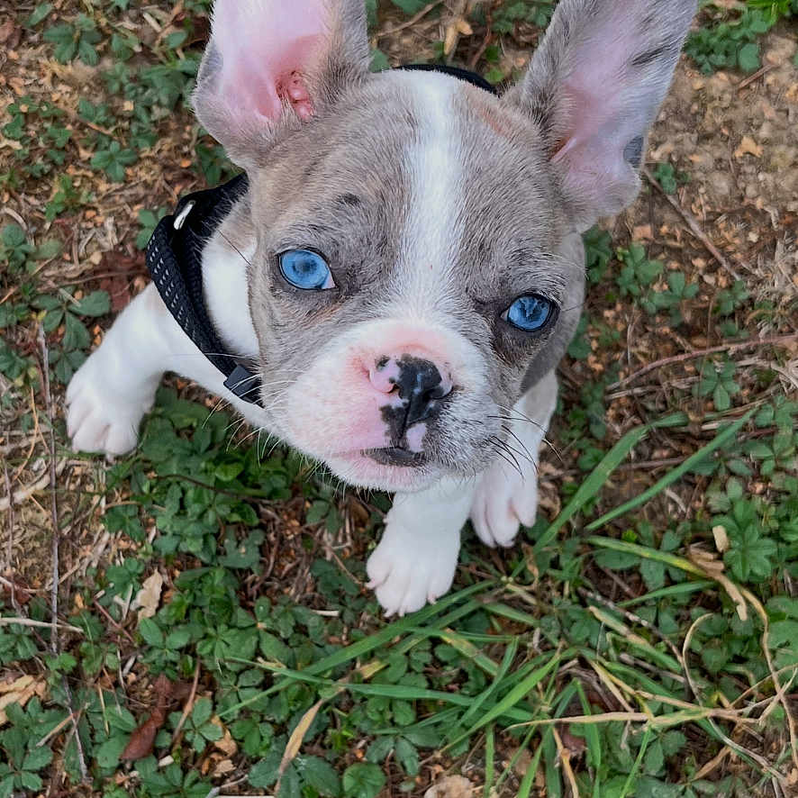 Guizmo a rejoint le concours — aidez-le/la à gagner de superbes lots ! puppy, dog, french_bulldog, blue_eyes, wide_ears, outdoor, grass, leaves, dirt, nature, portrait, close_up, sitting, looking_up, animal, pet, black_and_white, pink_nose, collar, ground