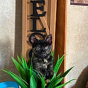 Shadow is registered to the contest to win money with this photo: kitten, cat, plant, potted_plant, indoor, welcome_sign, tortoiseshell, green_leaves, curious, pet, feline, decor, basket, home, cozy, sitting, animal, cute, young, leaf