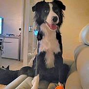 Vaillant a rejoint le concours — aidez-le/la à gagner de superbes lots ! animal, black_and_white, border_collie, cat, companion_animals, couch, dog, furniture, happy, home, indoor, living_room, long_fur, orange_ball, pet, playful, portrait, sitting, tongue_out, toy