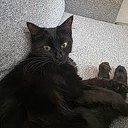 Lucky joined the competition — help win amazing prizes! black_cat, cat, pet, feline, animal, indoor, couch, gray_couch, relaxing, fur, whiskers, ears, eyes, paw, resting, cozy, domestic_animal, mammal, cute, companion