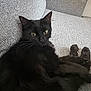black_cat, cat, pet, feline, animal, indoor, couch, gray_couch, relaxing, fur, whiskers, ears, eyes, paw, resting, cozy, domestic_animal, mammal, cute, companion