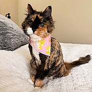 Jacquee is registered to the contest to win money with this photo: cat, calico_cat, bandana, pink_bandana, pet, fluffy, white_blanket, indoor, feline, curious, sitting, cozy, cute, animal, fur, whiskers, tail, ears, portrait, domestic_cat