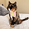 cat, calico_cat, bandana, pink_bandana, pet, fluffy, white_blanket, indoor, feline, curious, sitting, cozy, cute, animal, fur, whiskers, tail, ears, portrait, domestic_cat